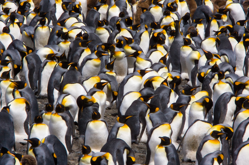 King Penguin Colony